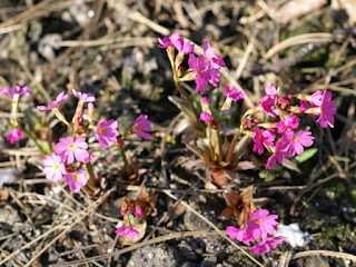 Primevère rose - Primula rosea 