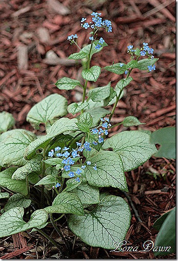 Brunnera_LookingGlass_April23