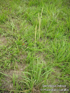 Pasto chaira (Sporobolus indicus)