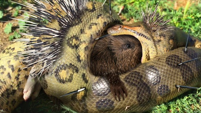 Cobra se deu mal ao atacar porco espinho