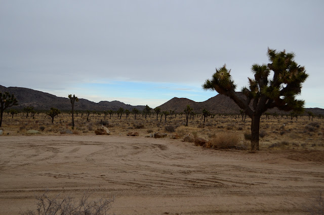 lost of Joshua Trees