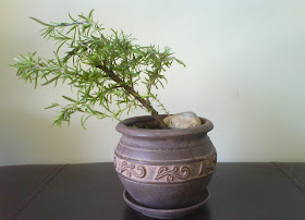  Upright Rosemary / Rosmarinus officinalis trained as indoor bonsai