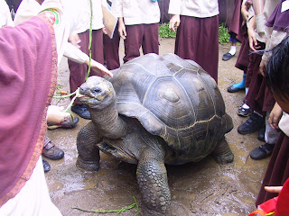 wisata edukasi kura kura raksasa godongijo