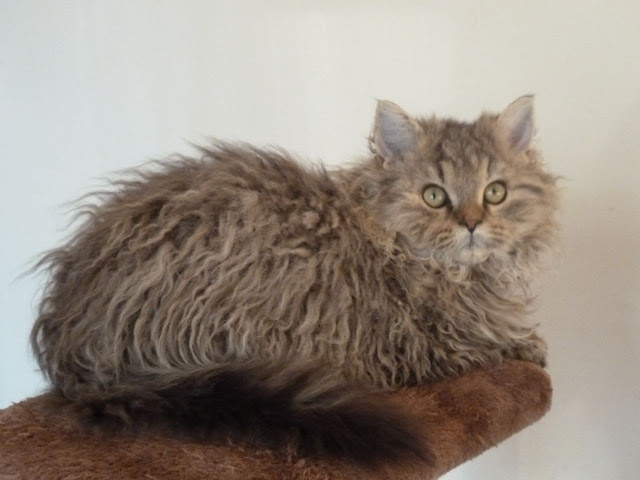 Selkirk rex kittens photo