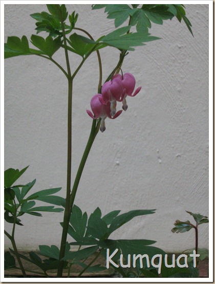 dicentra 2