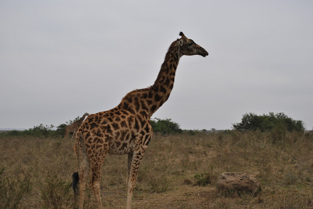 Giraffes in Nairobi National Park 