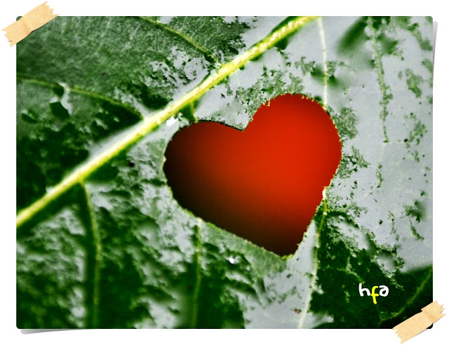 daun bolong berbentuk amor, cinta, love leaf. Lubang cinta di daun lengkeng