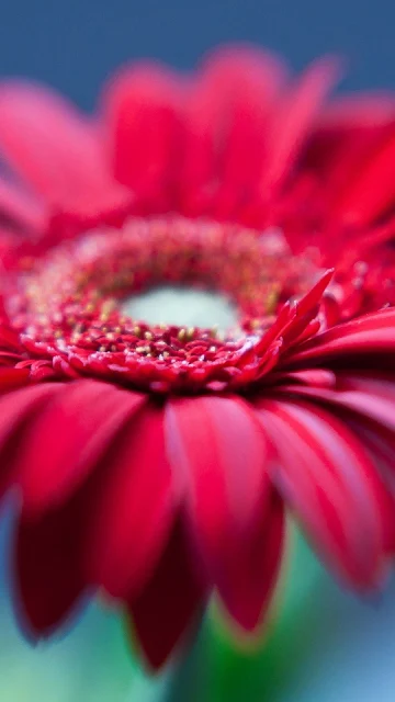 Papel de Parede Linda Flor Vermelha