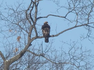 baby golden eagle pictures. In Search Golden Eagles at 20