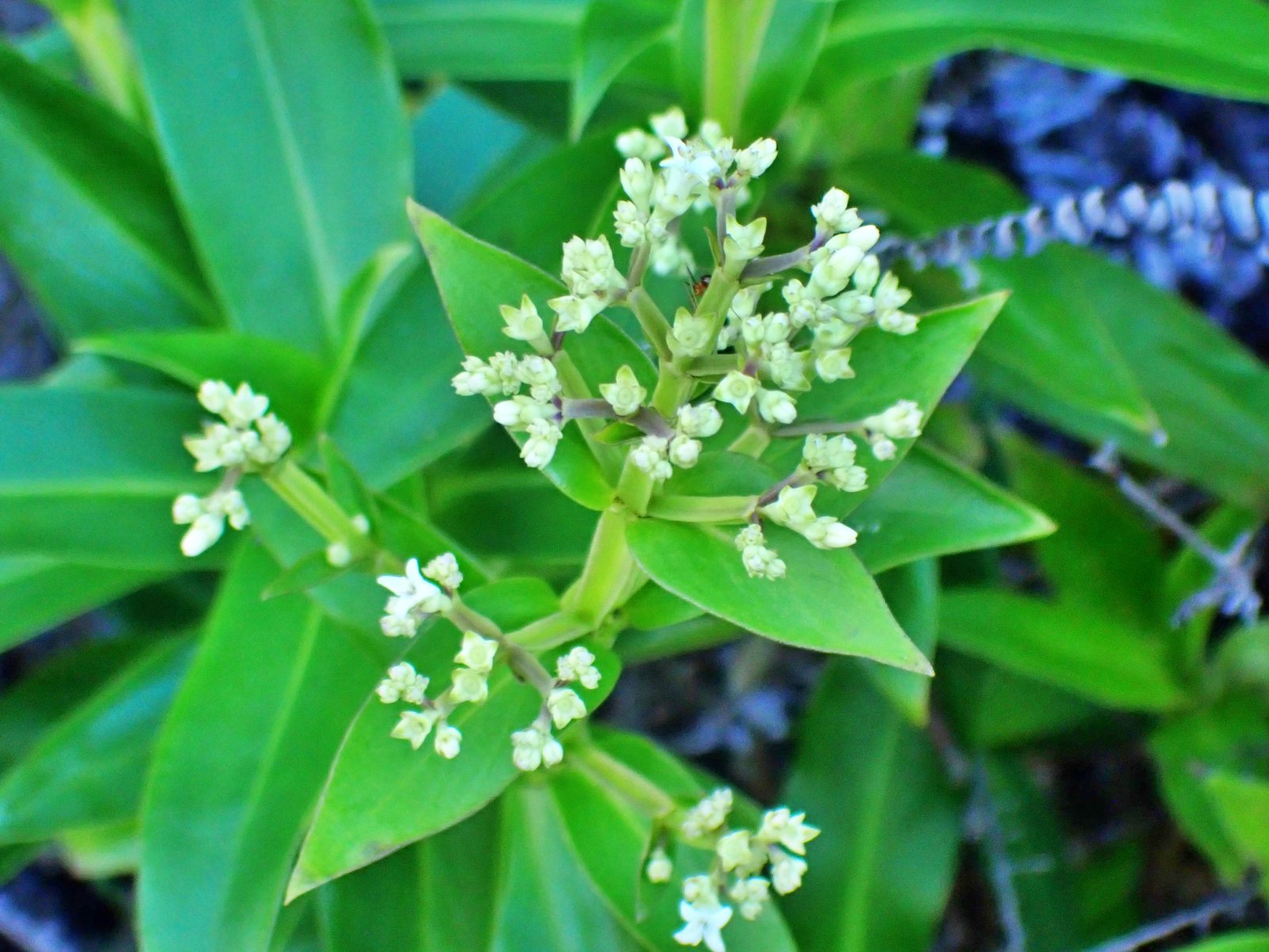 OK小驳骨草本雾化带你了解南药“小驳骨草” - 知乎