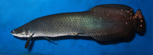 Jenis Ikan Ikan Arwana arapaima