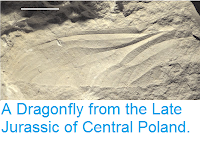 http://sciencythoughts.blogspot.co.uk/2013/06/a-dragonfly-from-late-jurassic-of.html#comment-form