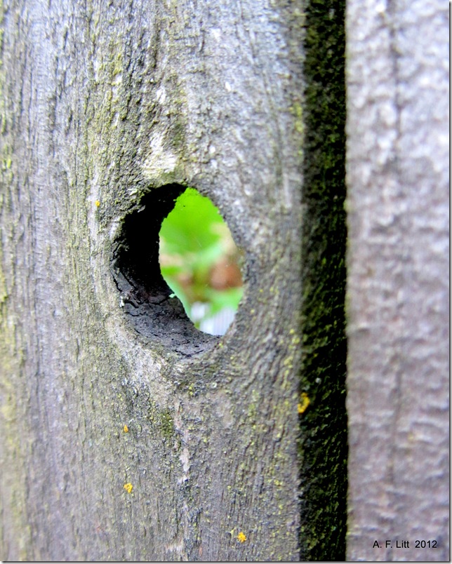 Peek-a-boo. Gresham, Oregon. May 22, 2012. Photo of the Day, May 23, 2012. Peek-a-boo. Gresham, Oregon. May 22, 2012. Photo of the Day, May 23, 2012.