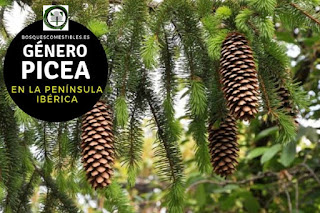 El género Picea son arboles perennifolios de gran talla que puede alcanzar hasta 50 o 60 m. de altura