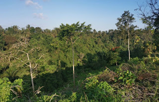 Indonesia, Isla de Bali, Ubud, Campuhan Ridge Walk o Sendero de la Palmera.