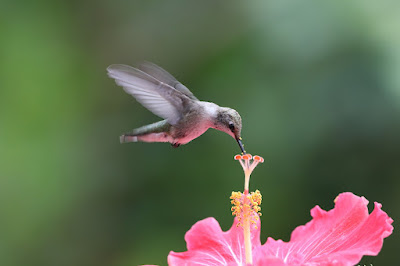 hummingbird searching food on flowers