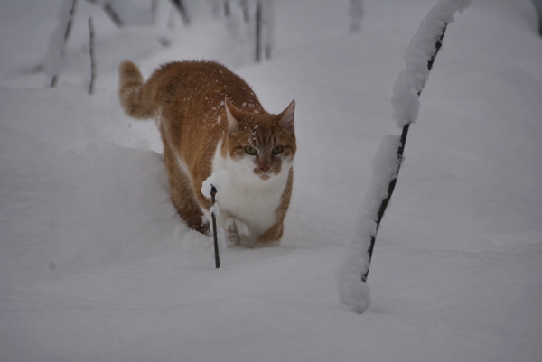 katt i snø