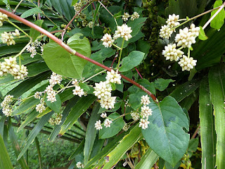 Persicaria chinensis - Polygonum chinense - Renouée de Chine - Persicaire de Chine 