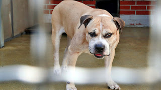 Γερμανικές «ευαισθησίες» για έναν σκύλο που σκότωσε δυο ανθρώπους