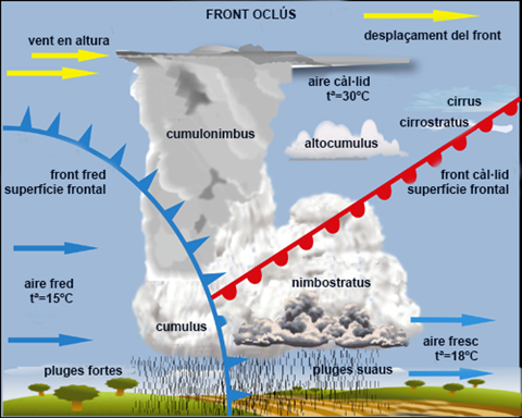 Frontoclus