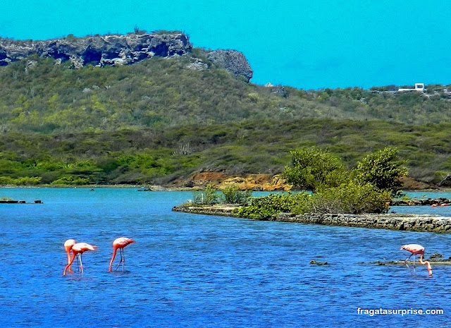 Flamingos em Curaçao