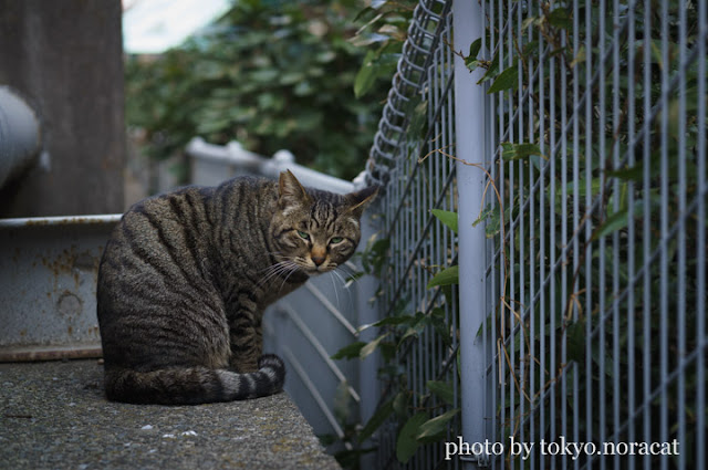 野良猫の写真