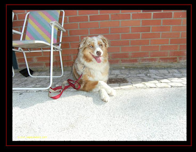 australian shepherd in agility trial in Alenquer