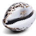 Things you Probably Didn't know About Cowry