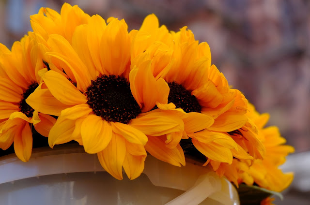 Bucket containing Sunflowers