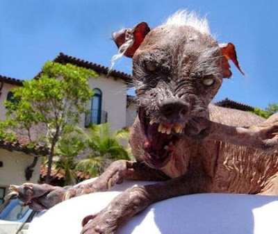 World's Ugliest Dogs