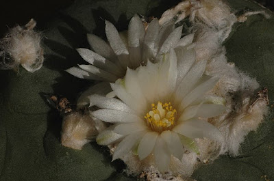 Lophophora flowers