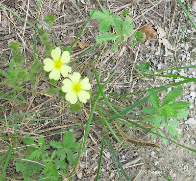 yellow cinquefoil flowers