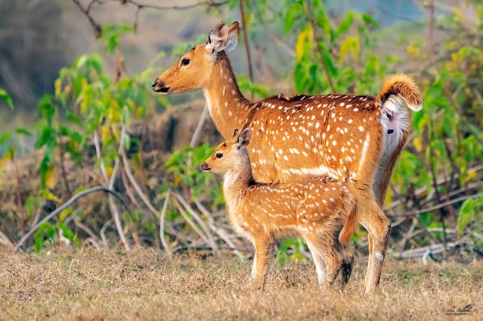 Spotted Deer or Cheetal   Bharatpur, Rajasthan, India