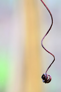 dry jungle tendril swirls with bokeh background