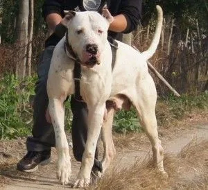 indian mastiff