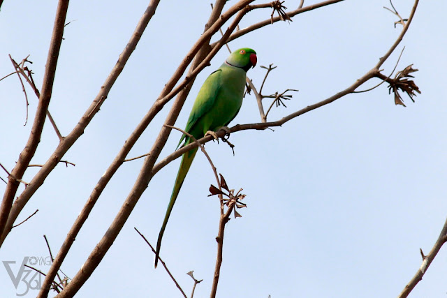 Rose ringed Parakeet male