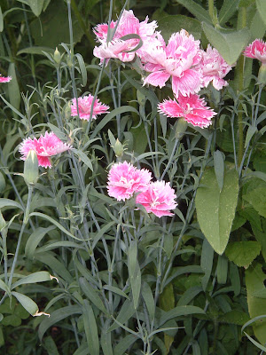 [Photo: Dianthus chinensis 'Double Gaiety Mix' in bloom.]