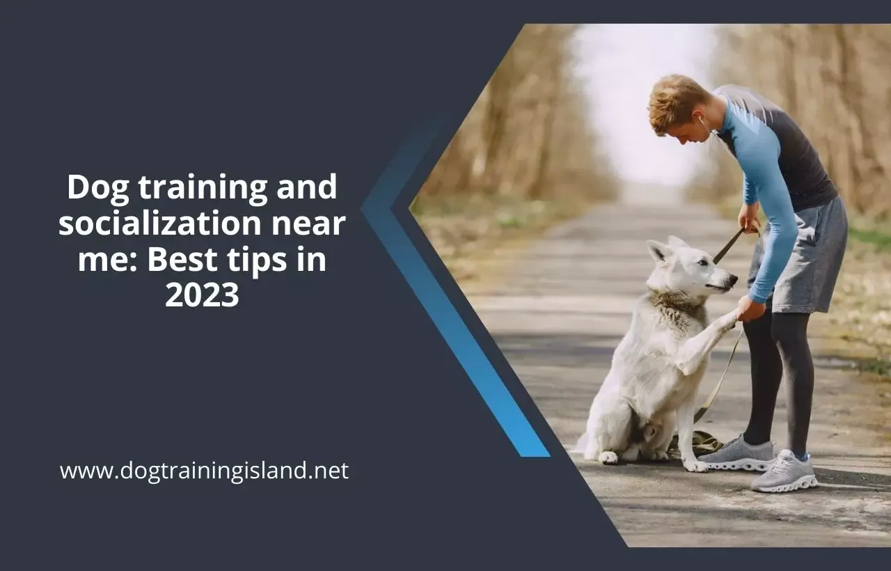 Dog training and socialization near me