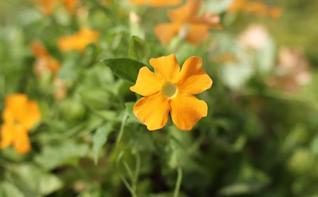 Black-Eyed Susan Vine Flowers Pictures