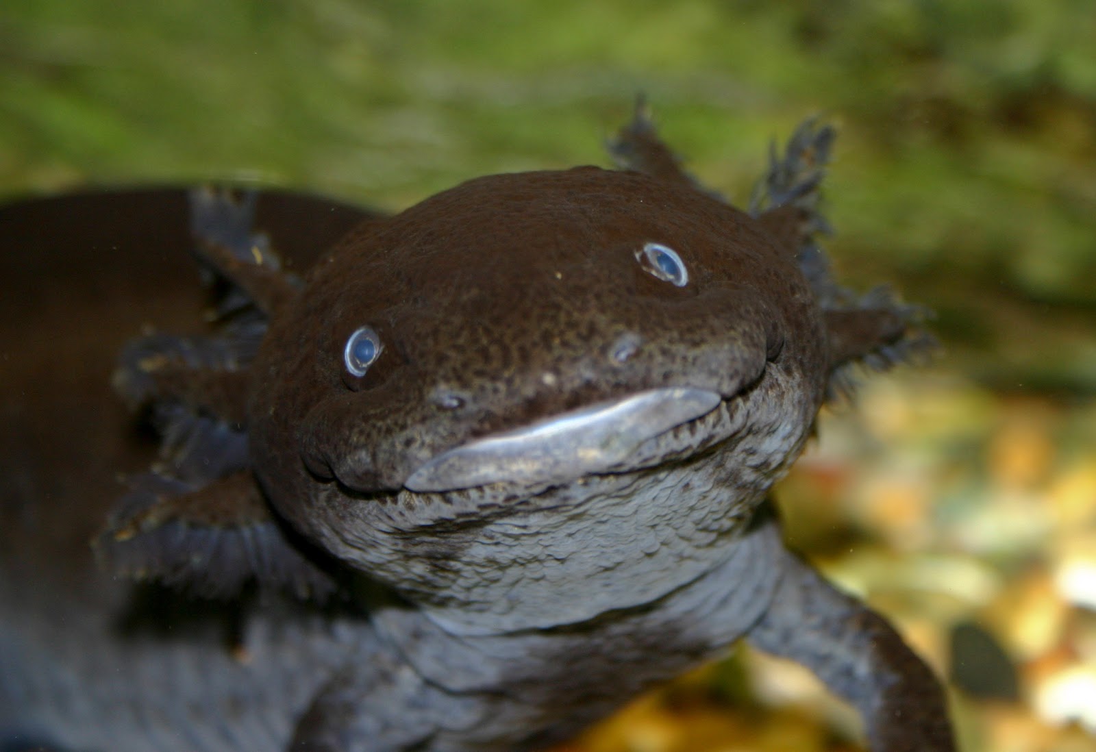 White Wolf : Meet Axolotl (Ambystoma mexicanum) the Happiest Animal in the  World