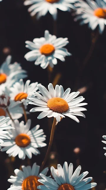 خلفيات جوال رائعة لزهور الأُقْحُوَانُ