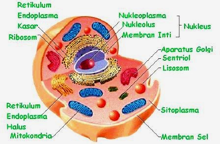 Pelajaran Biologi Mengenal Sel  Hewan  Lengkap dengan 