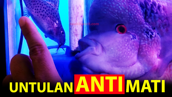 Sedang Mencari Ikan UNTULAN untuk Louhan Jumbo ANTI MATI? Perkenalkan Synodontis