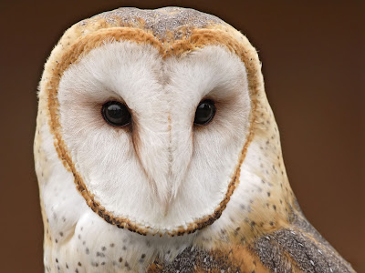 owl wallpaper. masked owl- wallpaper