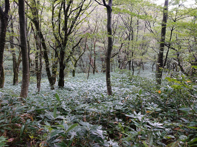 大休峠入り口に向かう山道