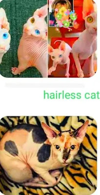 white hairless tortoiseshell cat personality white tongue1