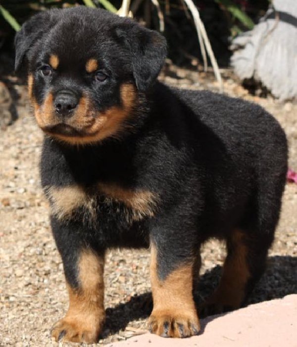 26 Best Photos Giant Rottweiler Puppies For Sale : Giant+Rottweilers | Rottweilers for sale!Huge Heads! World ...