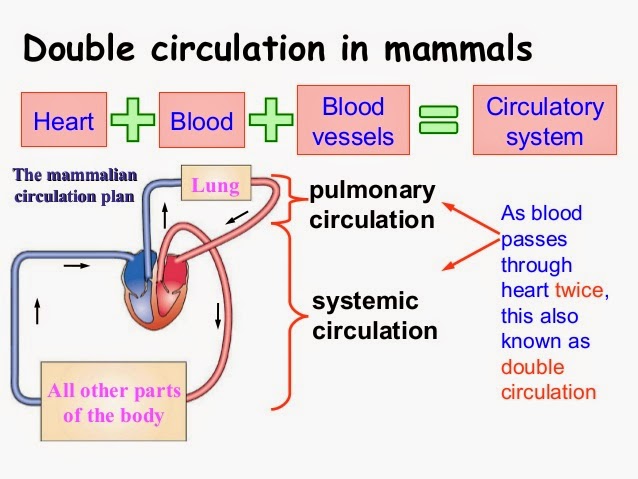 # 44 The circulatory system - blood vessels | Biology ...
