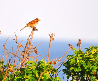 6. song sparrow-kab