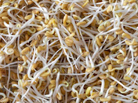 முளைகட்டிய வெந்தயம் சாப்பிடுவதால் கிடைக்கும் நன்மைகள்!